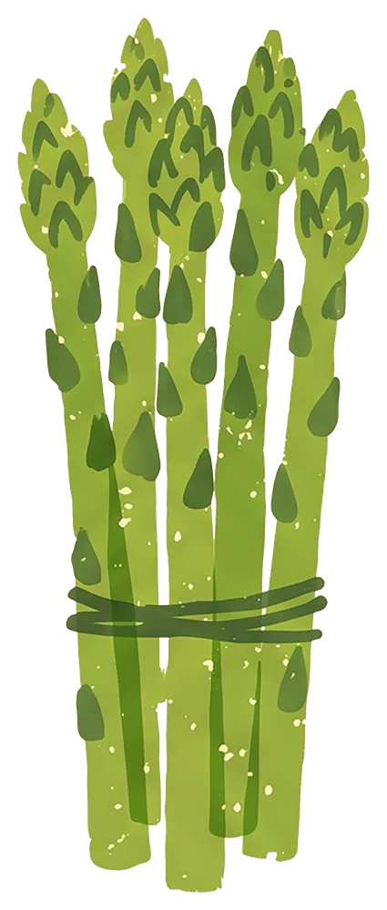 Illustration d'une botte d'asperges