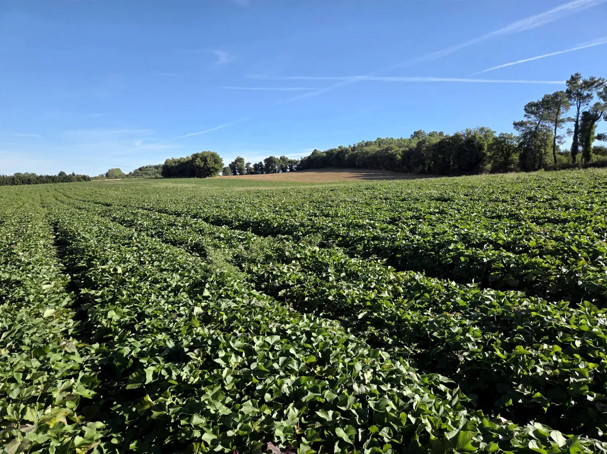 Champ de patates douces de l'exploitation familiale Izier