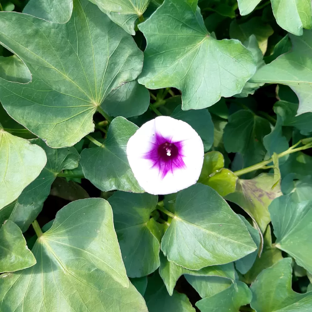 Fleur blanche au cœur violet d'un plant de patate douce, au milieu de son feuillage