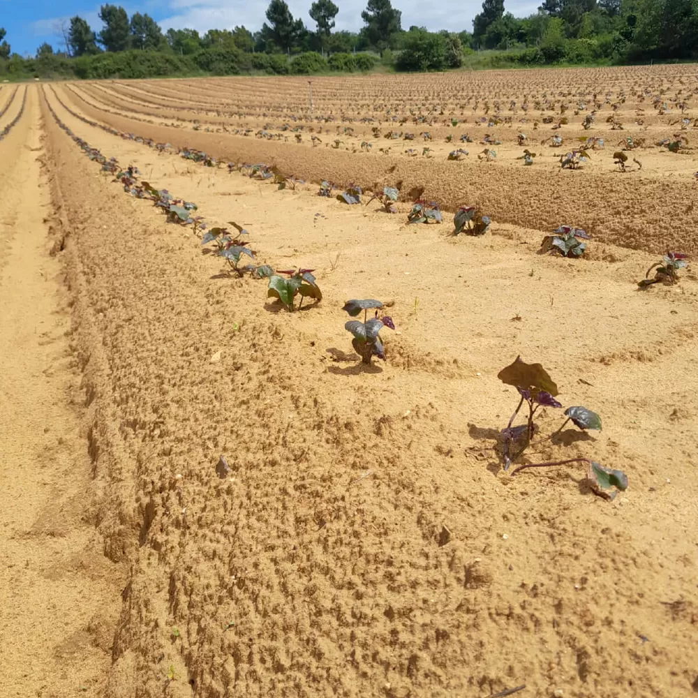 Jeunes plants de patate douce fraîchement plantés sur les buttes d'un champ de l'exploitation