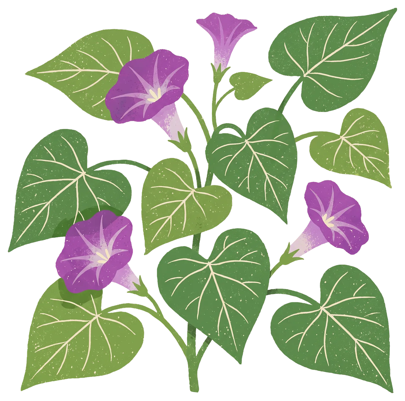 Illustration d'un plant de patate douce en fleurs