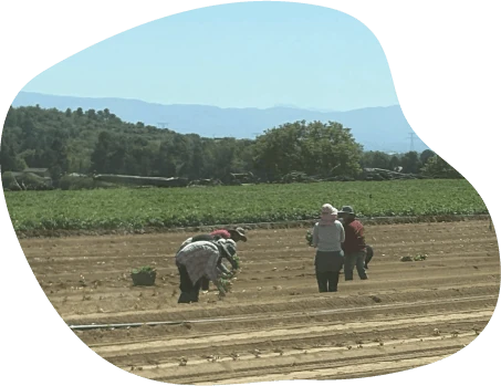 Plantation manuelle des boutures de patate douce sur butte