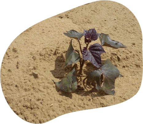 Arrosage, surveillance et désherbage manuel des plants de patate douce