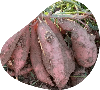 Récolte semi-manuelle des patates douces dans le champ