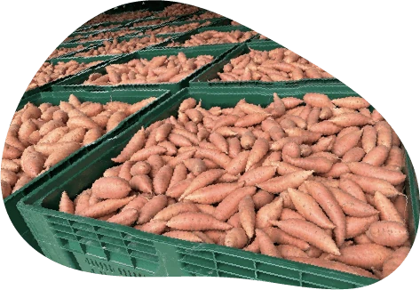 Mise en caisses des patates douces récoltées