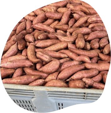 Lavage et calibrage des patates douces